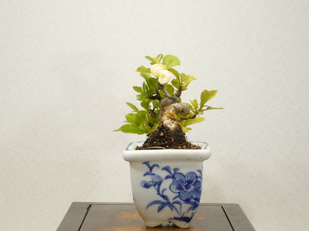 * mini bonsai * becoming dim ( tree ./..) white flower .. making 