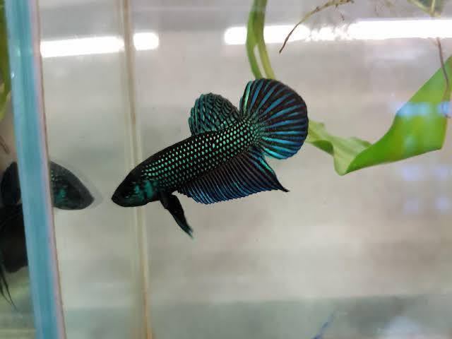  Vietnam finest quality wild betta * green ma bee .i(1 pair )