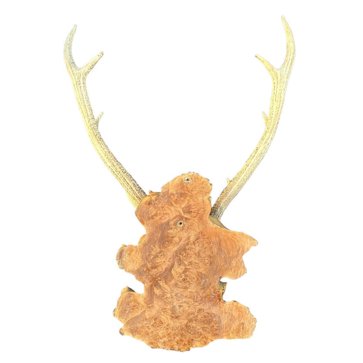  deer. angle objet d'art lagerstroemia indica tree interior tsuno.. ornament 