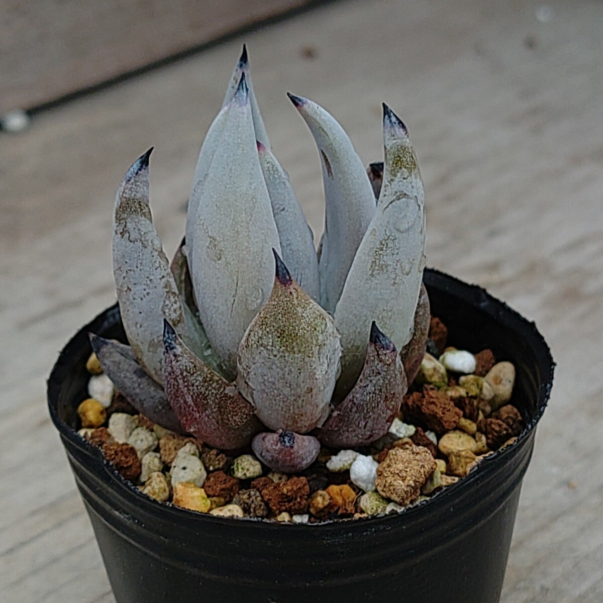 【エケベリア アンギキュラータ】Echeveria unguiculata原種抜き苗発送_画像2