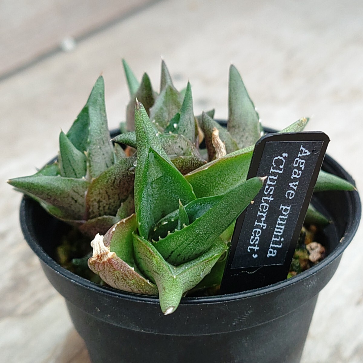 【アガベ プミラ クレステッド群生】 Agave pumila crested　クラスターフェストClusterfest送料無料 多肉植物 サボテン_画像5