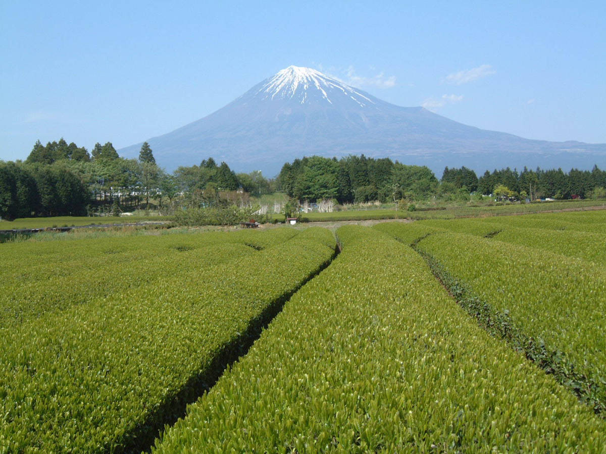 ③100円～週末大特価!!大人気/厳選された極旨茶/静岡特上煎茶300ｇ　贈り物にも　送料無料サービス　_画像3