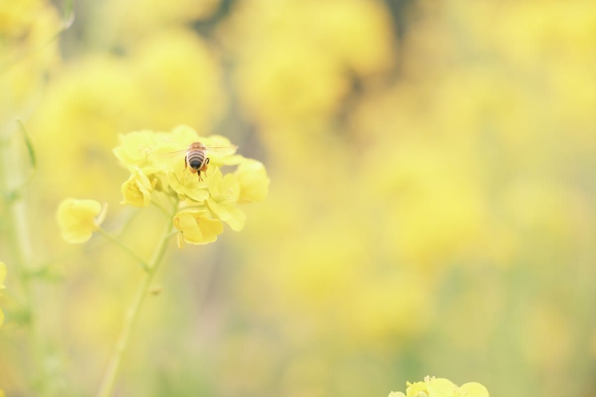 PERGEAR 35mm F1.2 MF 大口径 単焦点レンズ xマウント