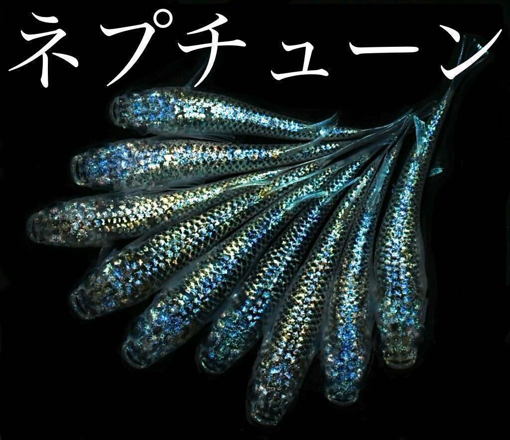 【80】ネプチューン　稚魚　8匹　　(ハチマル)_画像2