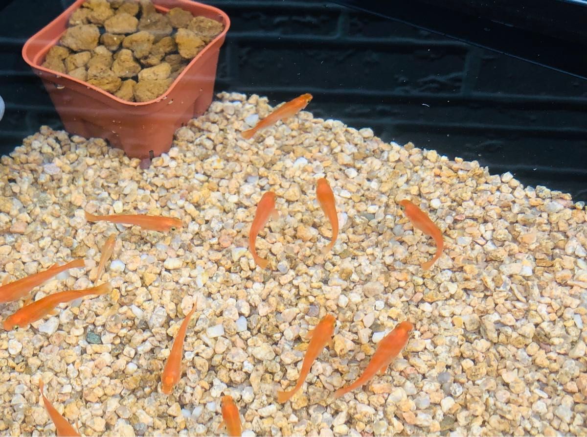 メダカ飼育セット【ケース、麦飯石、赤玉土セット】