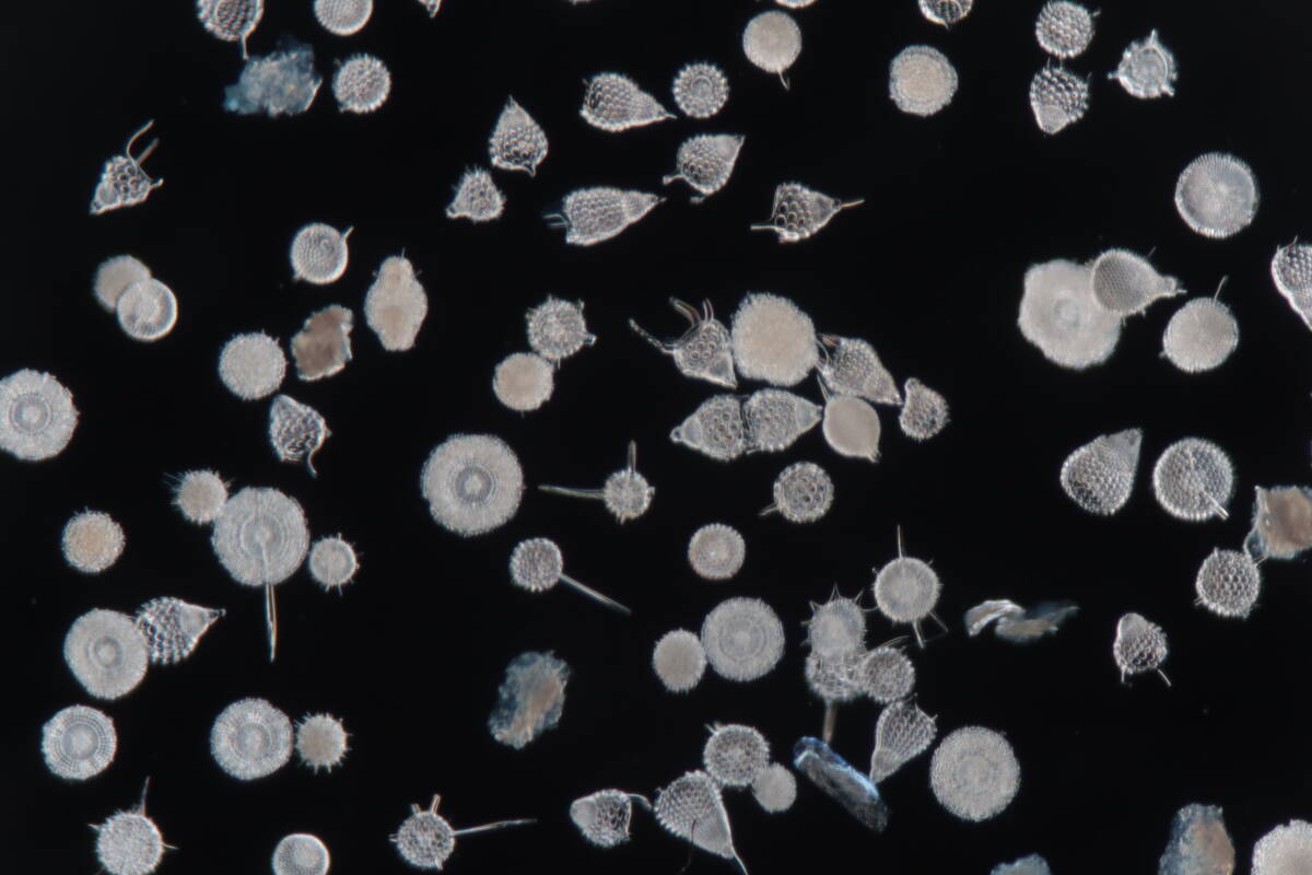 希少 バルバドス (Barbados) 島産 放散虫 (Radiolaria) 大型カバーグラス L009 プレパラート顕微鏡標本 微化石 微生物 プランクトン 