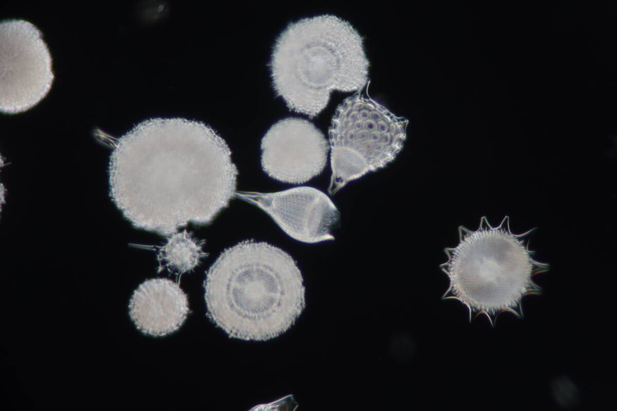 希少 バルバドス (Barbados) 島産 放散虫 (Radiolaria) 大型カバーグラス L009 プレパラート顕微鏡標本 微化石 微生物 プランクトン _画像1