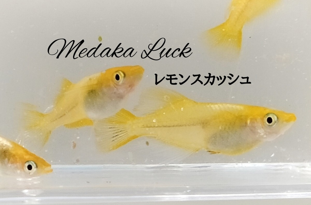 極上レモンスカッシュ【Medaka Luck】稚魚10匹＋α よく売れてます メダカめだかの画像2