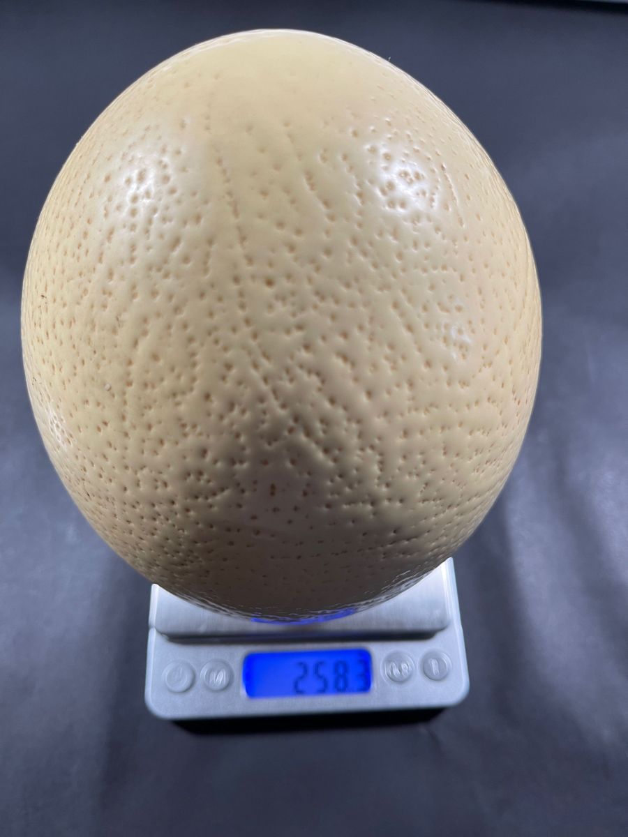 ダチョウの卵 サイズ(素人採寸)高さ約16cm 横約12〜cmお土産飾っ ダチョウの卵 サイズ(素人採寸)高さ約16cm 横約12〜cmお土産飾っ