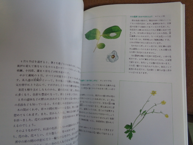 .... tea flower map . Nagai .... company 