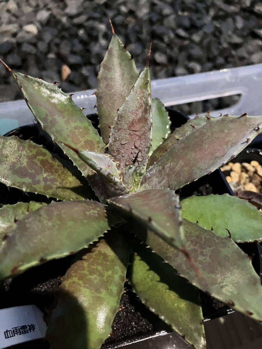  agave hybrid . rain . god 1b Lad spot ×pota tiger m. stock 