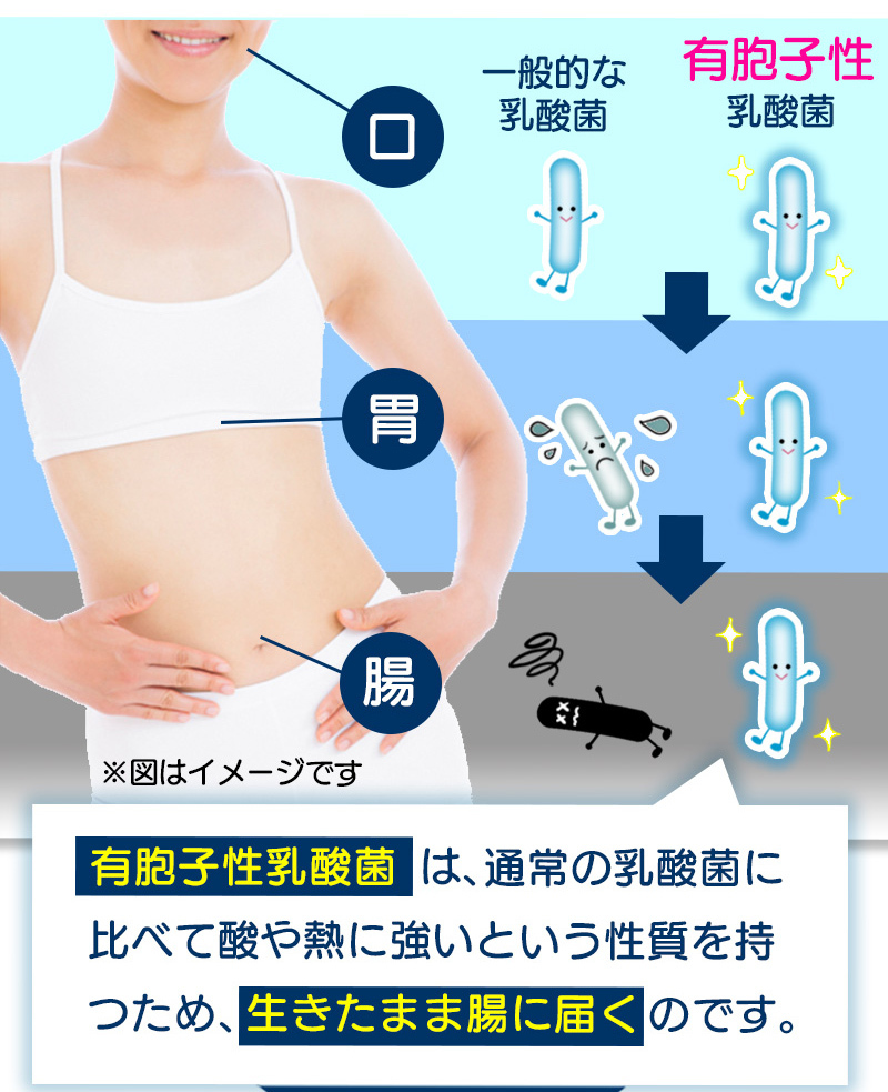 まとめ売り 150袋セット 乳酸菌青汁タブレット 腸まで届く有胞子性乳酸菌と3種の青汁 大麦若葉 クマザサ 明日葉_画像5