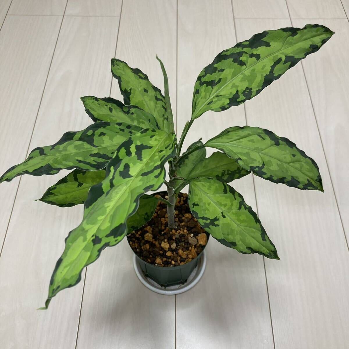 Yahoo!オークション - アグラオネマ ピクタム 閃光 Aglaonema Yahoo!オークション - アグラオネマ ピクタム 閃光 Aglaonema