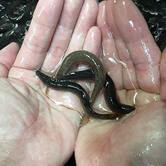 真空パック冷凍 どじょう（ドジョウ） Sサイズ 500g ◆送料最安値◆同梱何個でもＯＫ◆ 古代魚、肉食魚の餌に 釣り 冷凍えさ の画像5