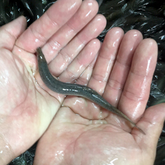 ◇活どじょう中１kg(約13cm・平均120匹)食用◎・活き餌・釣り餌・生餌・熱帯魚・古代魚のエサにドジョウ☆えさ アロワナ ポリプ エンドリ_中サイズ1㎏・約13㎝・120匹程度