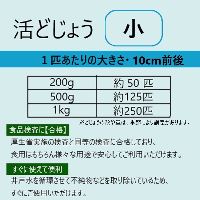 ◇【活どじょう】小1kg(約10cm・平均250匹) 泥鰌・食用・活き餌・釣り餌・生餌・熱帯魚・古代魚のエサにはドジョウ☆えさ・川魚・淡水魚の画像4