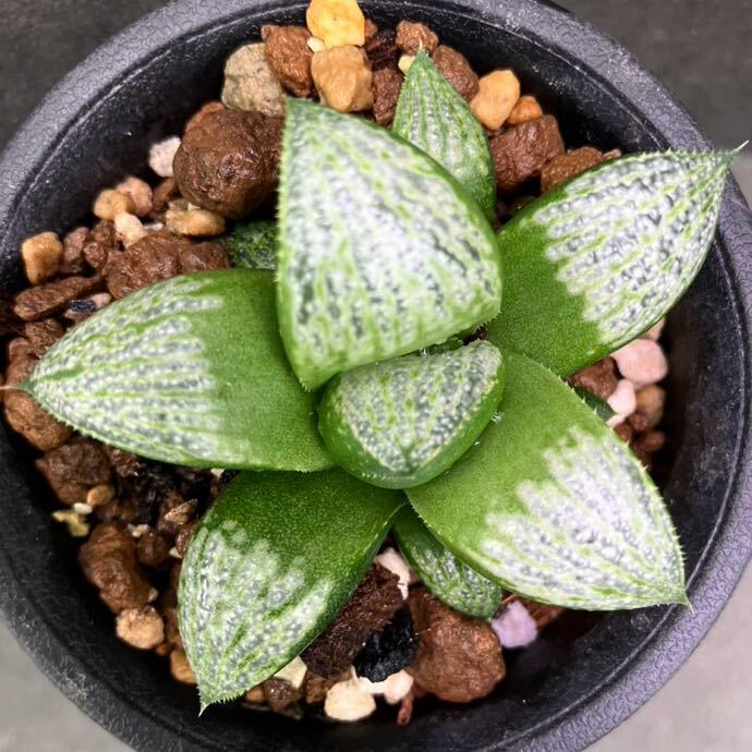 多肉植物 ハオルチア スプレンデンス ♀エリーゼ ♂ナタリー 実生苗 Haworthia splendens 'Elise × Natalie' Seedling_画像2