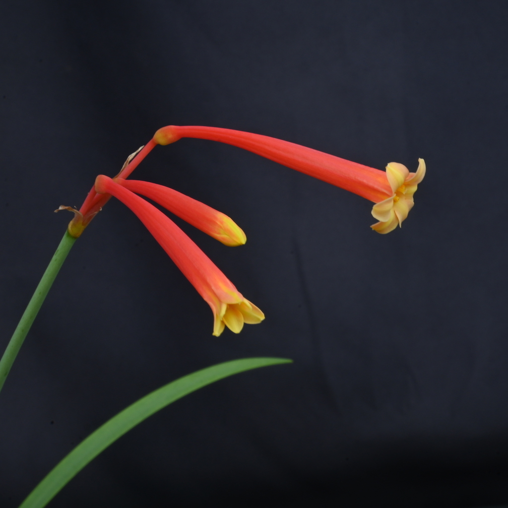 【種子10粒】キルタンサス・スアベオレンス（Cyrtanthus Suaveolens）選抜種　2024年3月26日採種_花粉親の開花状態