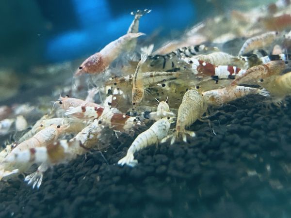 【Shrimp☆淳胤】門脇家新種作成ハイブリッド水槽から10匹―フラワータイガーピントサンダーレッドターコイズMIX_画像1