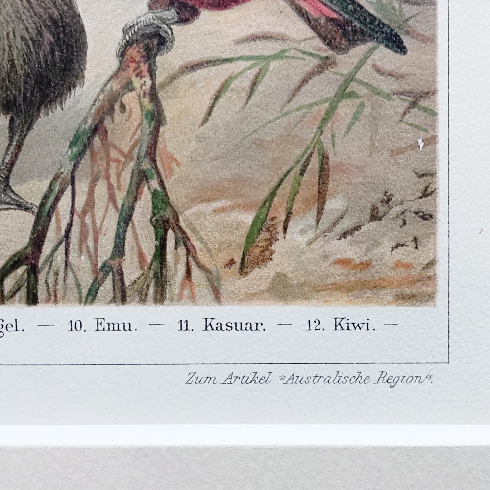 オーストラリアの動物相　マイヤー百科事典　1897年　ドイツ　アンティーク　図版　リトグラフ　版画　額縁　インテリア　紙もの_画像9