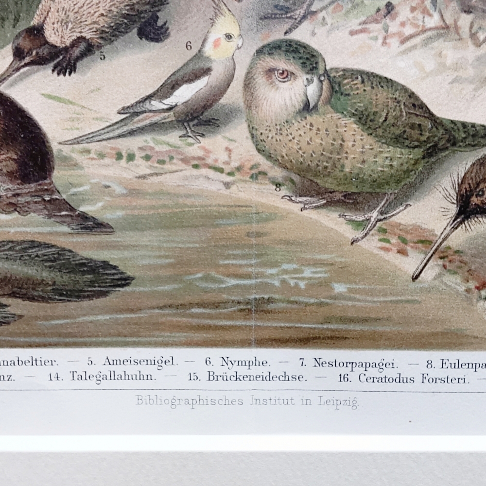 オーストラリアの動物相　マイヤー百科事典　1897年　ドイツ　アンティーク　図版　リトグラフ　版画　額縁　インテリア　紙もの_画像7
