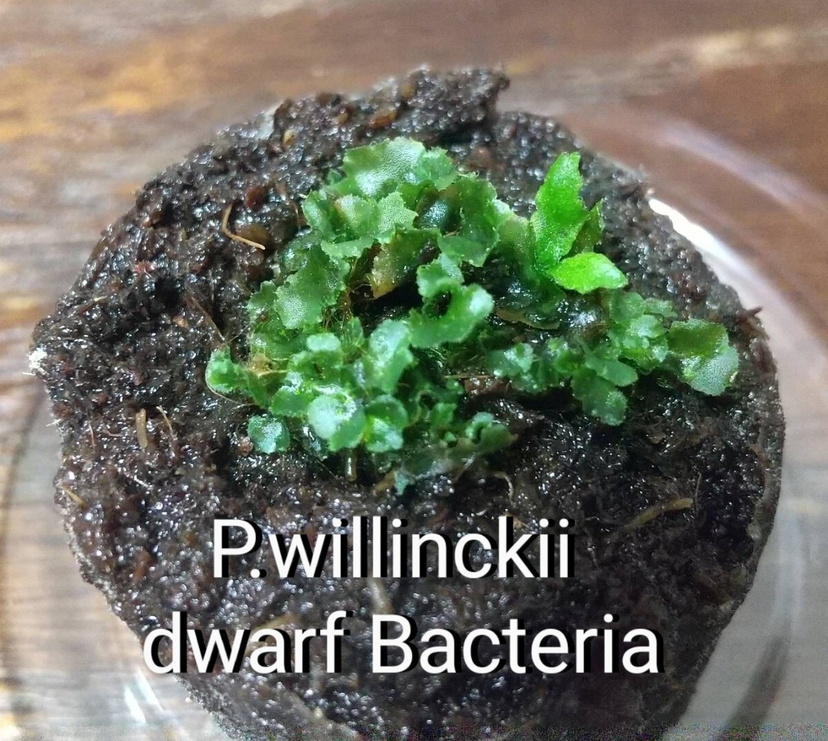 P.willinckii dwarf Bacteria ビカクシダ ウィリンキー ドワーフ バクテリア 胞子培養 前葉体 胞子の画像1