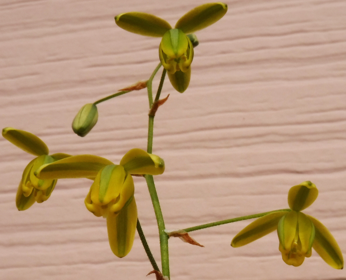 【種子を出品】◆　アルブカ ウィスコーサ (Minwater産) Albuca viscosa 10粒/球根植物/冬型/小型種_開花のイメージです(春)