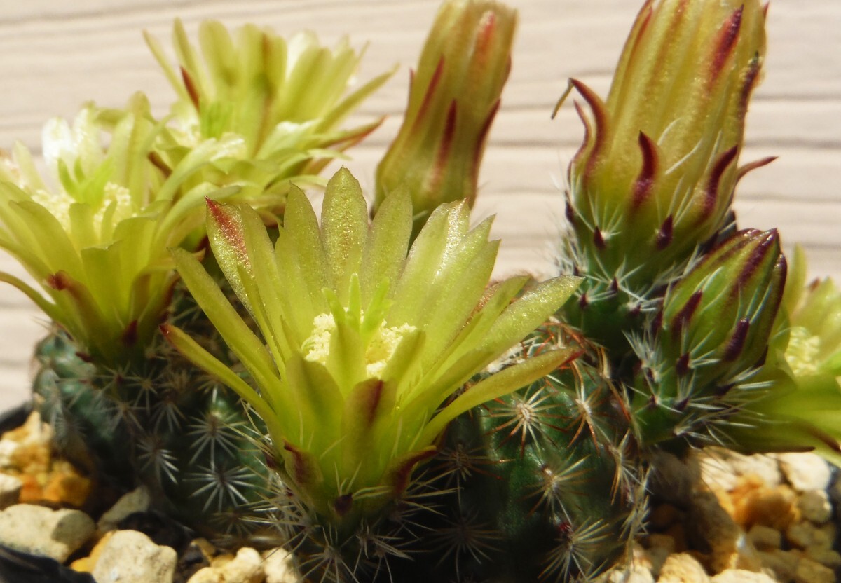 【種子を出品】◆　エキノケレウス 青花蝦 MN568 Echinocereus viridiflorus10粒/サボテン/矮性/芳香花_開花のイメージです