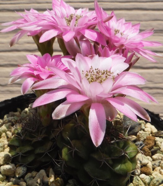 【種子を出品】◆　ギムノ 麗蛇丸ロツンドゥルム VOS 03-047 Gymnocalycium 10粒/サボテン_開花のイメージです