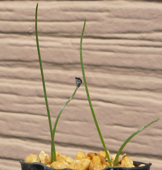 【種子を出品】◆　アルブカ シャウイー Albuca shawii 10粒/芳香花/球根植物_幼苗のイメージです
