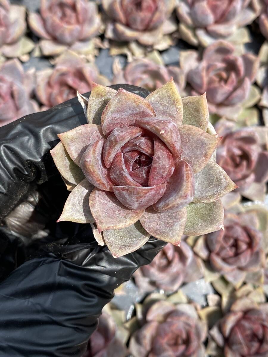 20株Y134多肉植物 エケベリア茶水晶超美苗 サボテン 観葉植物 花 園芸 レア種 土と根付きでの画像3