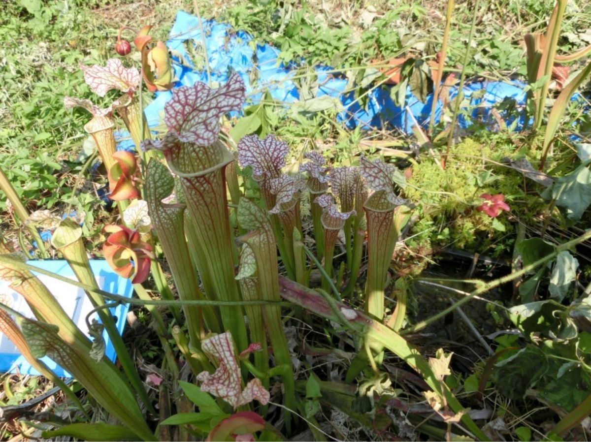 食虫植物 サラセニア ハイブリット MK H171 株分け苗 1鉢の画像3