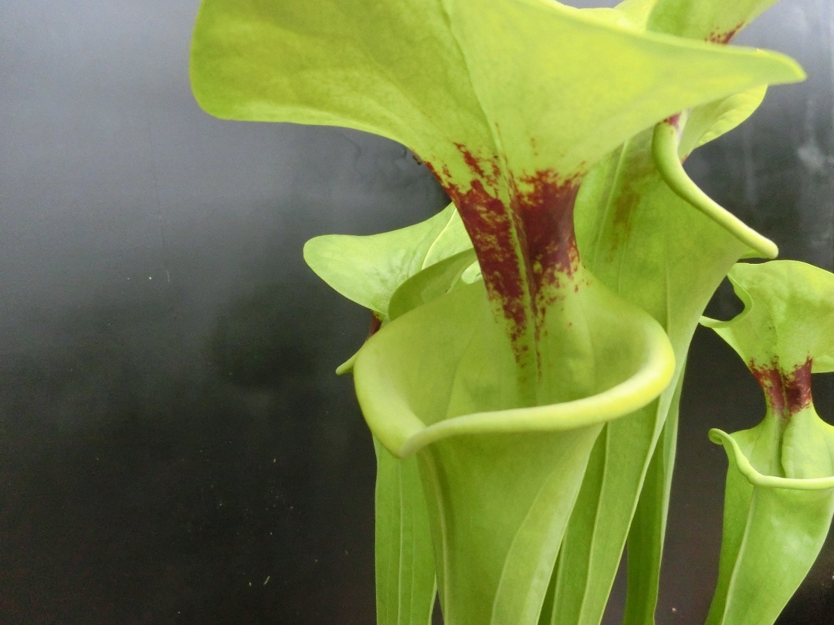 食虫植物　サラセニア フラバ var. rugelii　MK　F146 株分け苗　1鉢_画像3