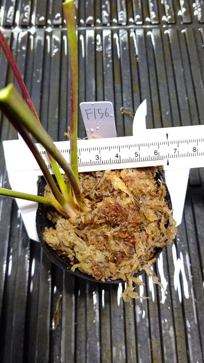 食虫植物 サラセニア フラバ var. ornata MK F156 株分け苗 1鉢の画像2