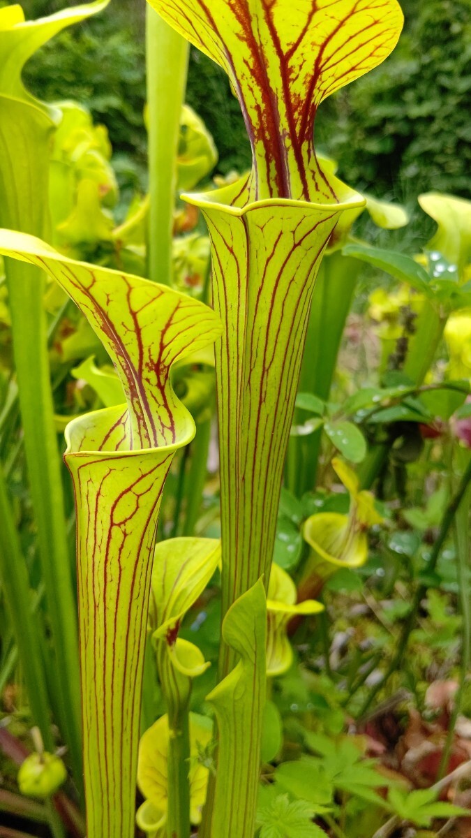 食虫植物 サラセニア フラバ var. ornata MK F156 株分け苗 1鉢の画像3