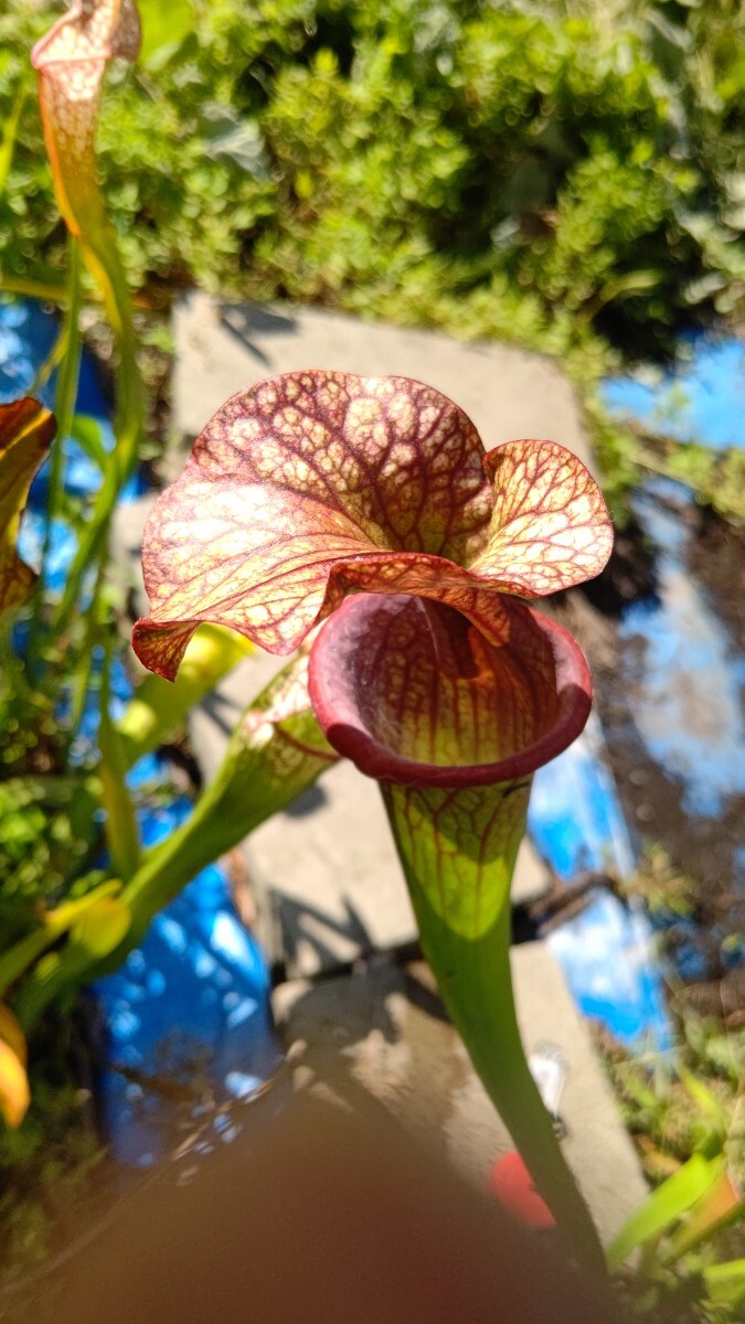 食虫植物 サラセニア ハイブリット オリジナル実生個体 SYS3 株分け苗 1鉢の画像4