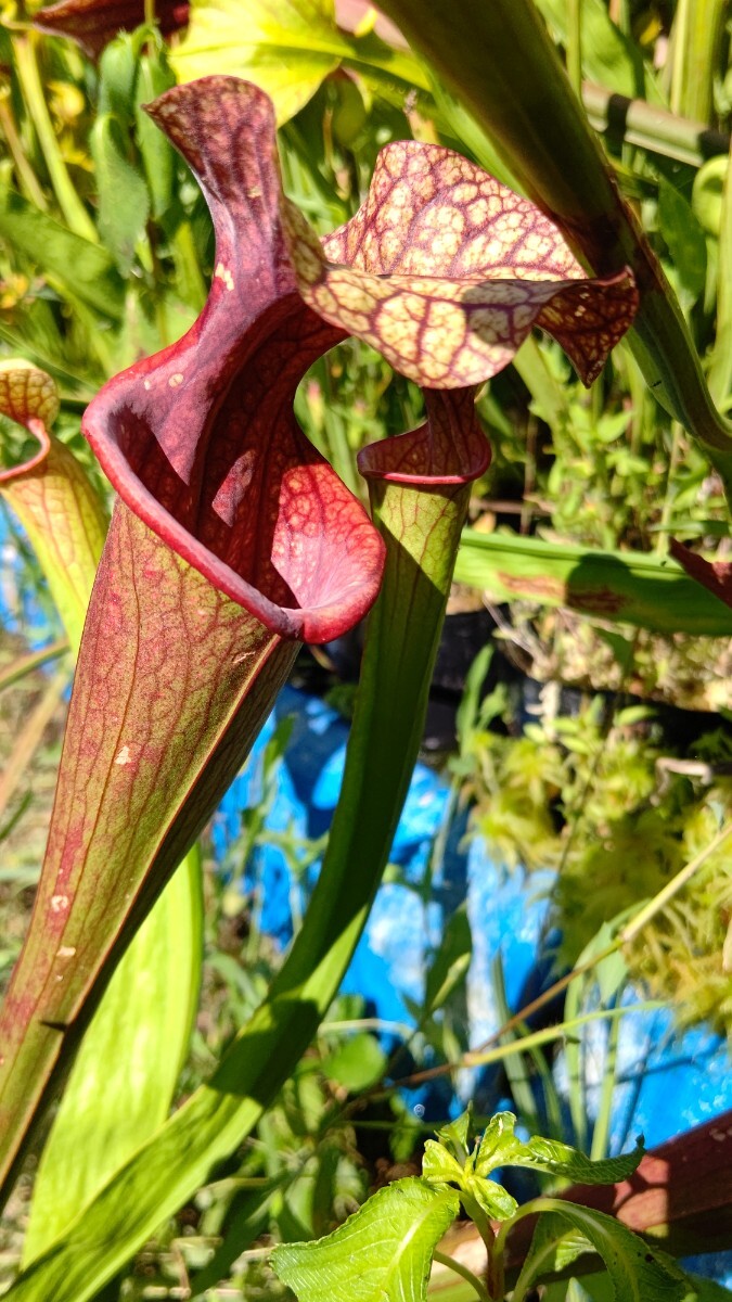 食虫植物 サラセニア ハイブリット オリジナル実生個体 SYS3 株分け苗 1鉢の画像6