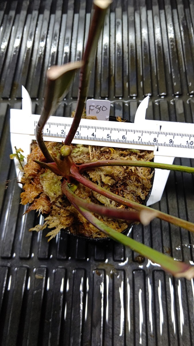 食虫植物 サラセニア フラバ var. flava MK F80 株分け苗 1鉢の画像2