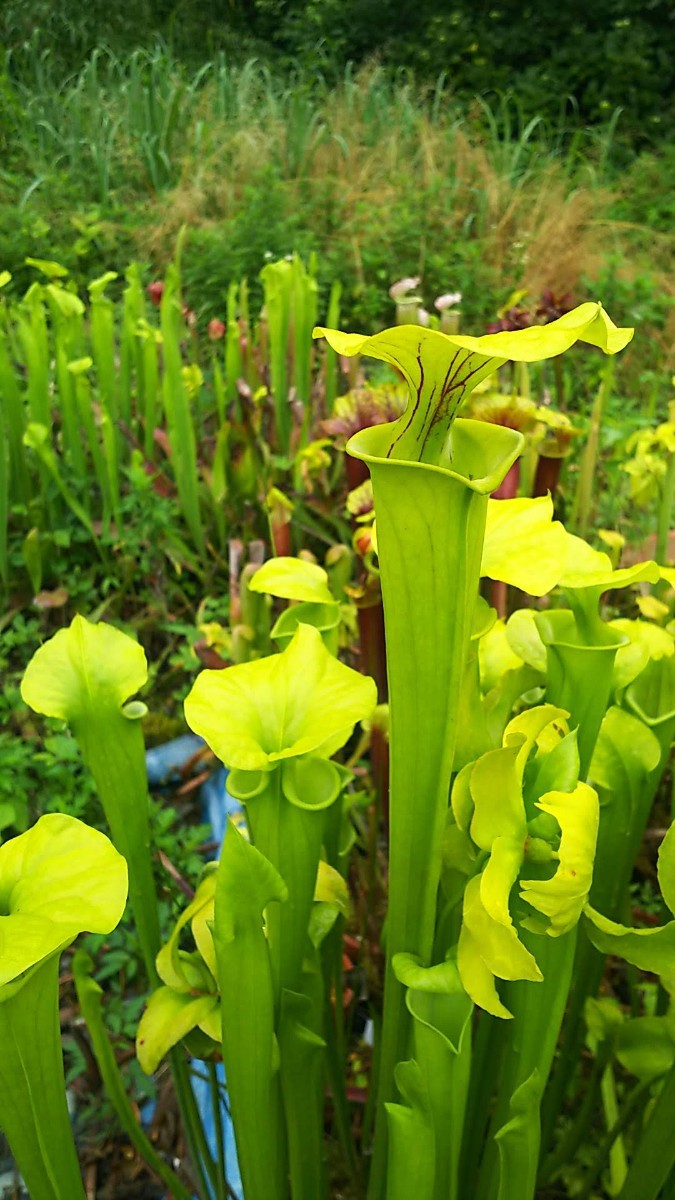 食虫植物 サラセニア フラバ var. flava MK F80 株分け苗 1鉢の画像3