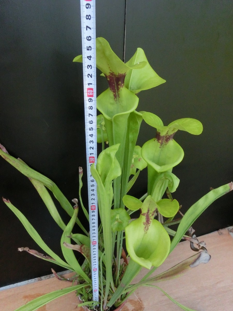 食虫植物　サラセニア フラバ var. rugelii　MK　F146 株分け苗　1鉢_画像6