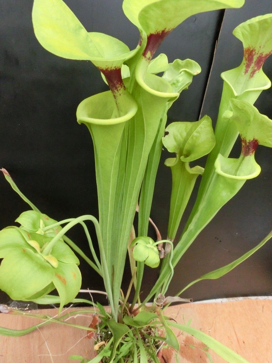 食虫植物　サラセニア フラバ var. rugelii　MK　F146 株分け苗　1鉢_画像1
