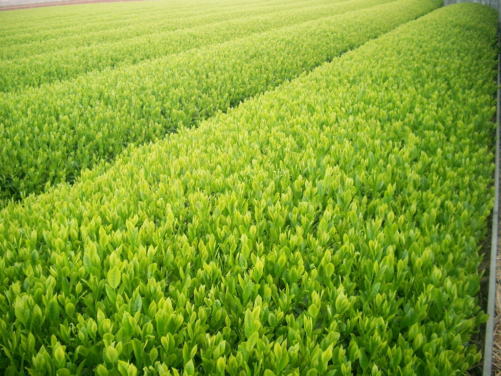 送料無料 静岡県産 １００ｇ×６袋　深むし茶　カテキン　緑茶 美味しい深蒸しのお茶です！　Green tea_画像2