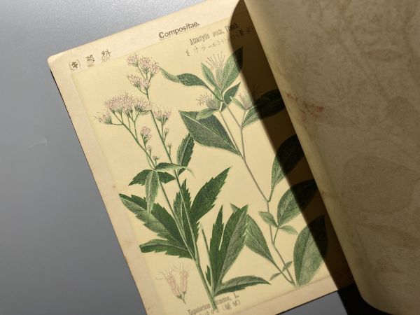 普通植物図譜 第一巻 第七輯 牧野富太郎 校訂_画像3