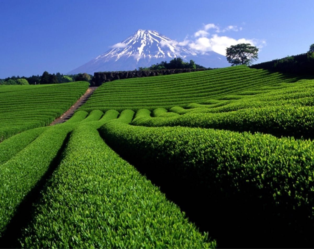 【産地直売】HARUHANAべにふうき 粉末緑茶 50g ×2袋　静岡牧之原