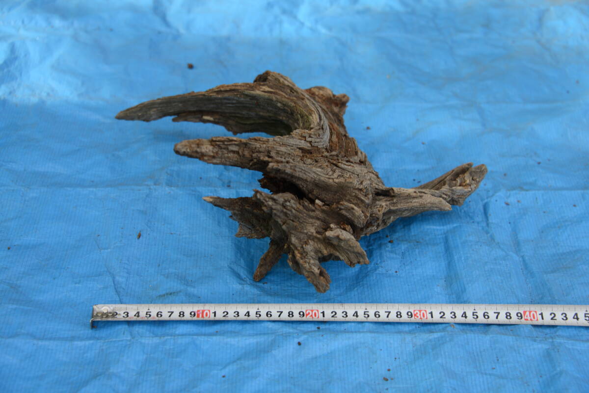  driftwood natural tree root 