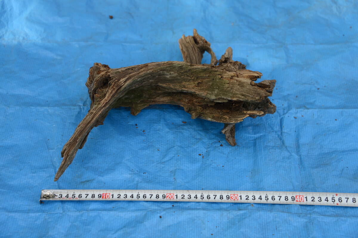  driftwood natural tree root 