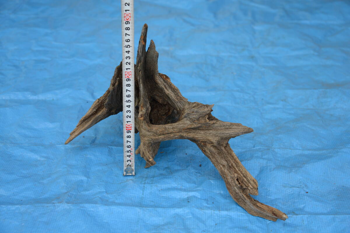  driftwood natural tree root 