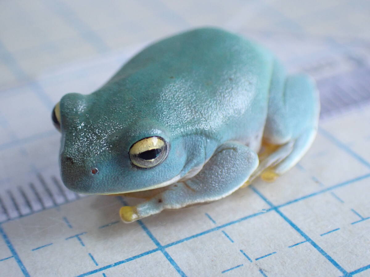  pictured individual . delivery yaeyama blue ga L Ishigakijima production CB 2024.02 month landing individual ( this month middle . complete sale ) after the bidding successfully addition possibility . frog 