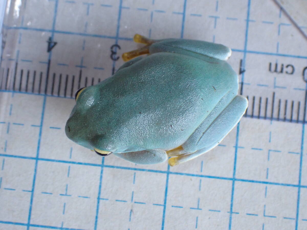  pictured individual . delivery yaeyama blue ga L Ishigakijima production CB 2024.02 month landing individual ( this month middle . complete sale ) after the bidding successfully addition possibility . frog 