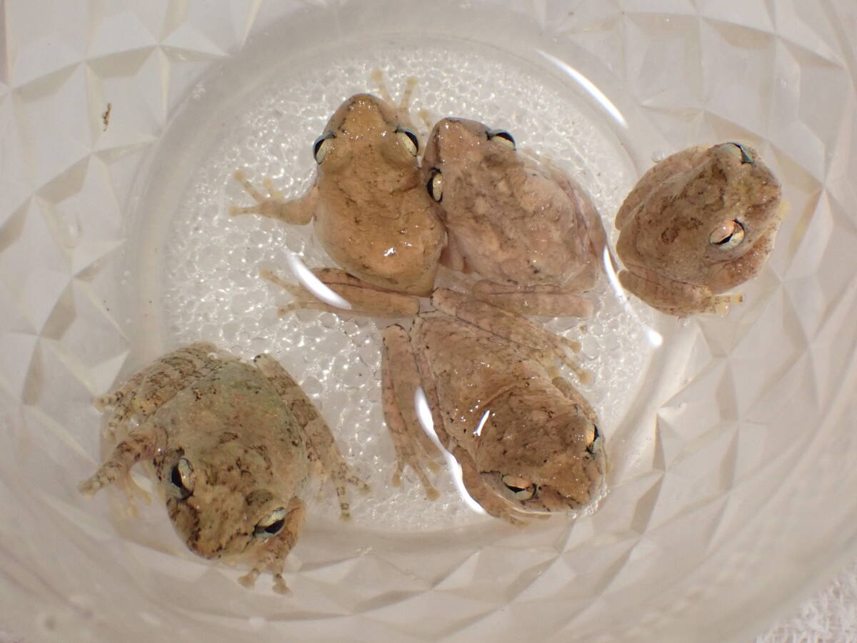 GW特価！ アイフィンガーガエル 5匹セット 石垣島産WC 雌雄揃っています 蛙 カエル 希少な緑系カラーが1匹の画像1
